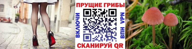 Галлюциногенные грибы прущие грибы  Тольятти 